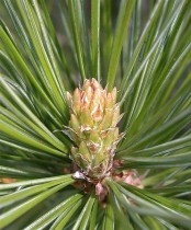 L’pica est parfaite pour les spas et pour le sauna de jardin mais à condition que c’est un bois de première classe et sellectionn en ce qui concerne les noeuds. 